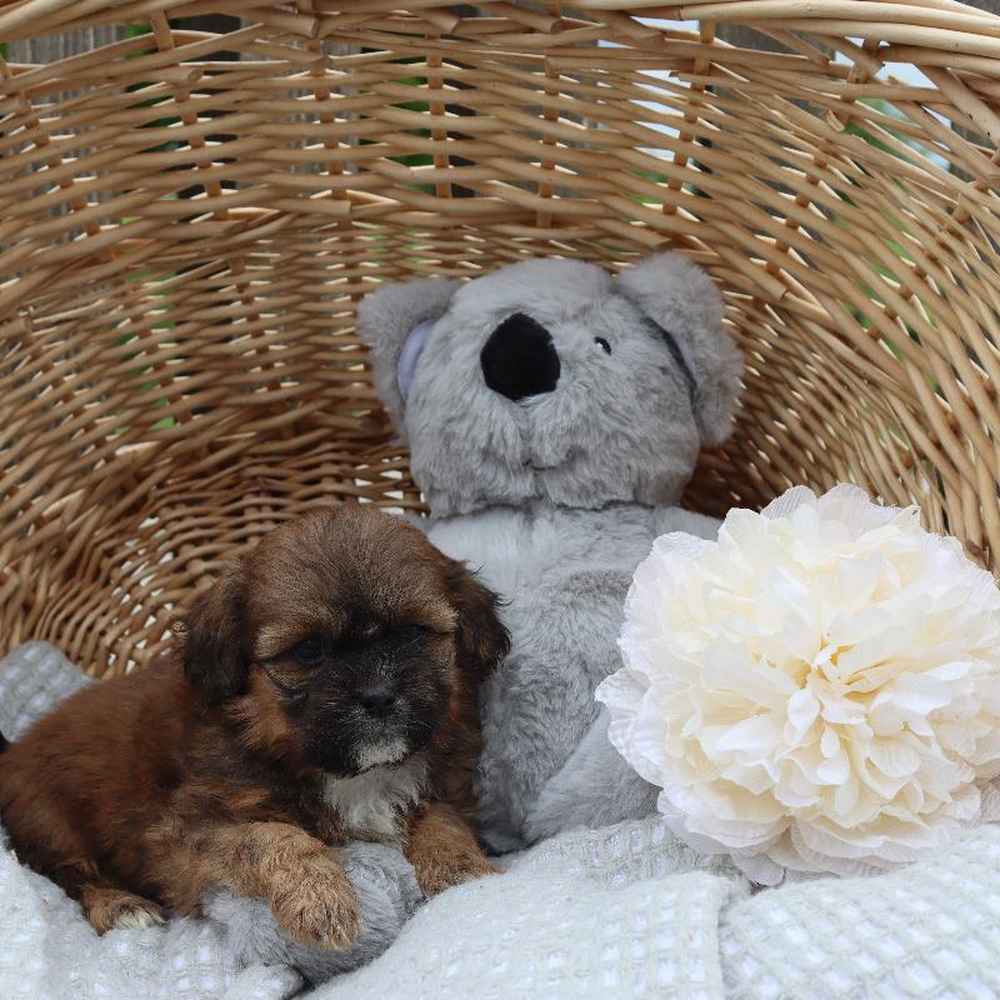 Female Shipoo Puppy for Sale in TROY, MI