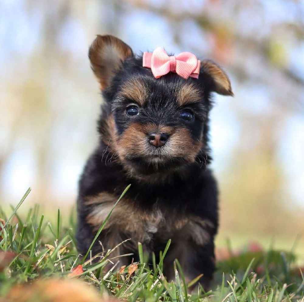 Female Morkie Puppy for Sale in TROY, MI