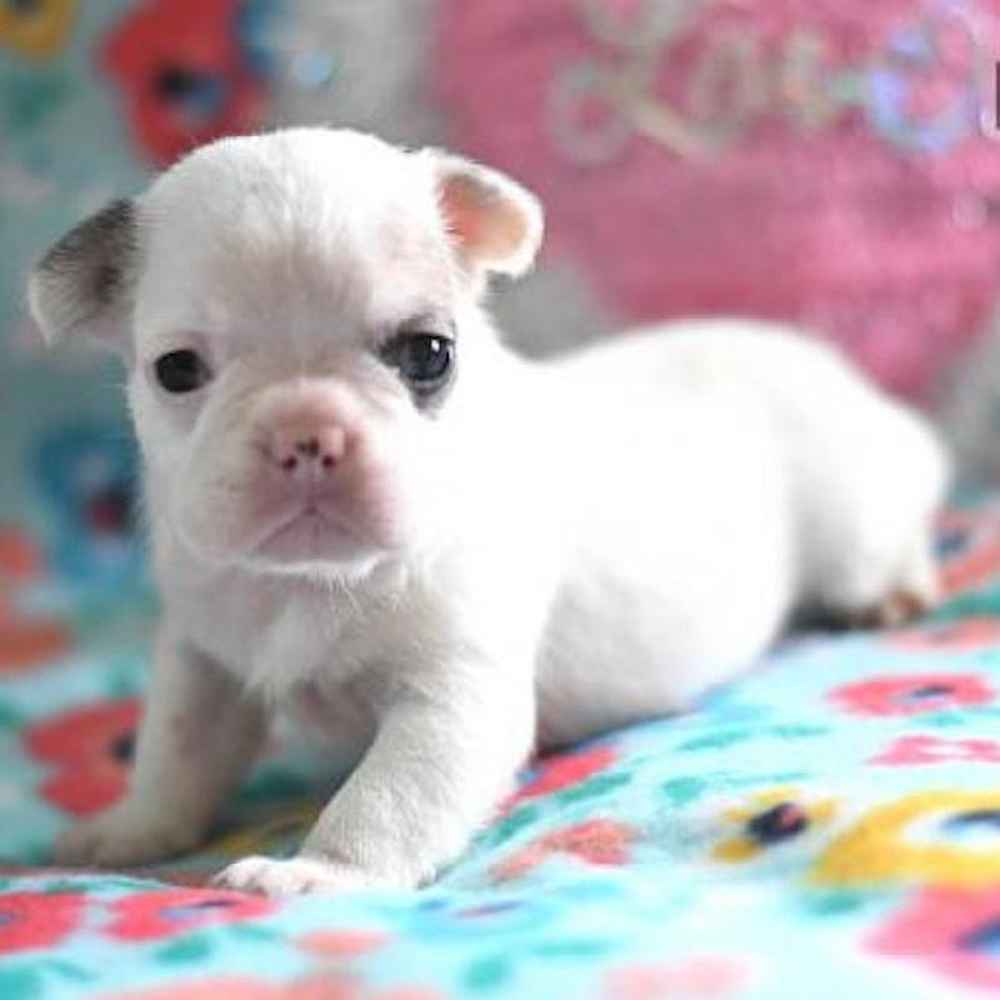 Female French Bulldog Puppy for Sale in TROY, MI