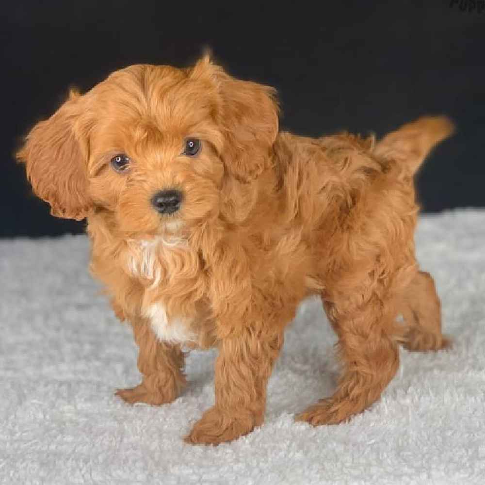 Male Cavapoo Puppy for Sale in TROY, MI