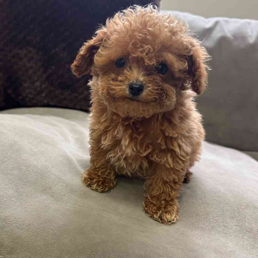 Poodle Toy image