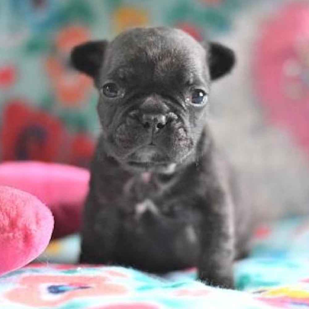 Female French Bulldog Puppy for Sale in TROY, MI