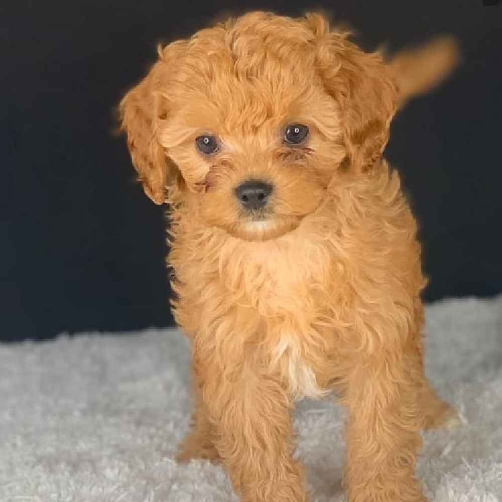 Male Cavapoo Puppy for Sale in TROY, MI