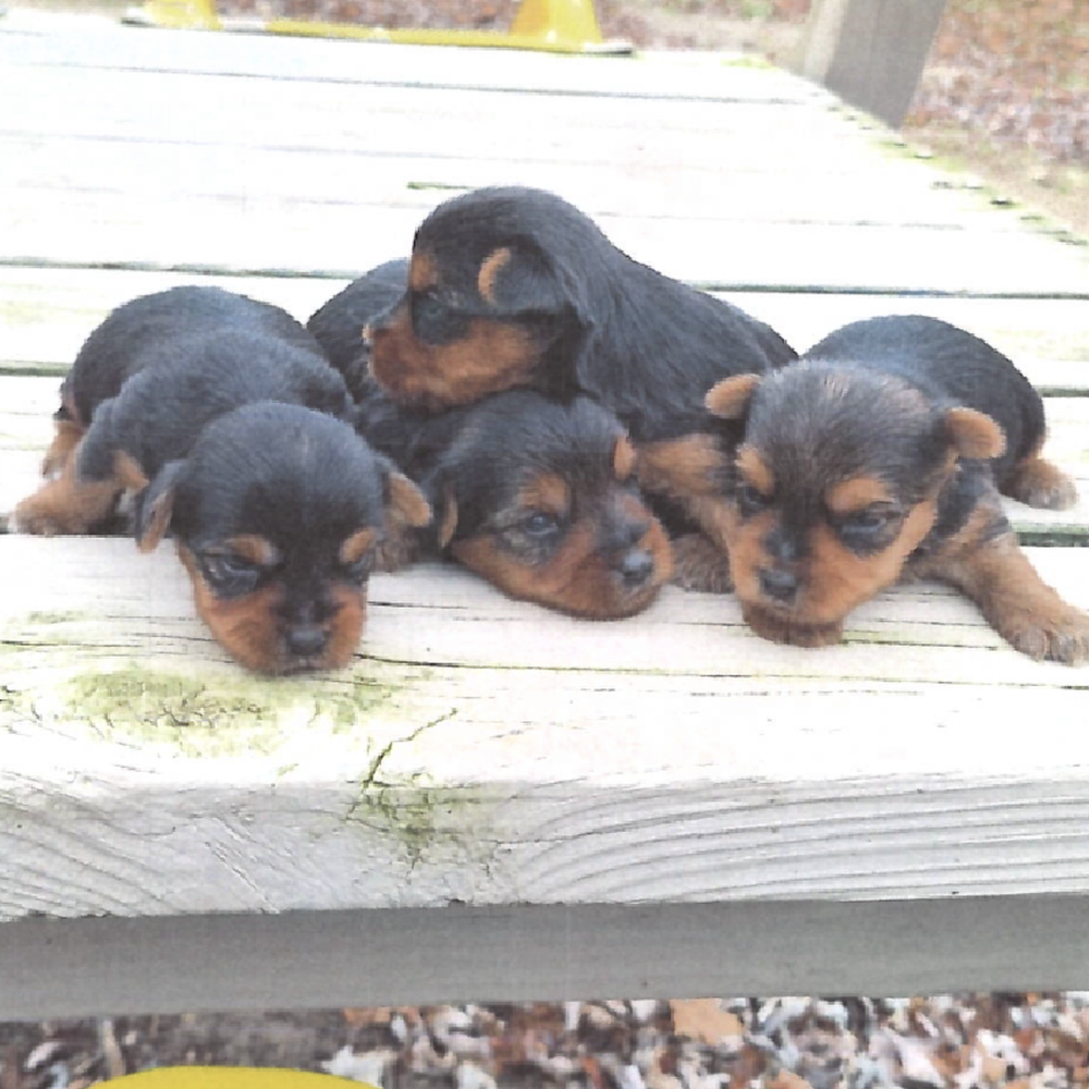 Unknown Yorkie Puppy for Sale in TROY, MI