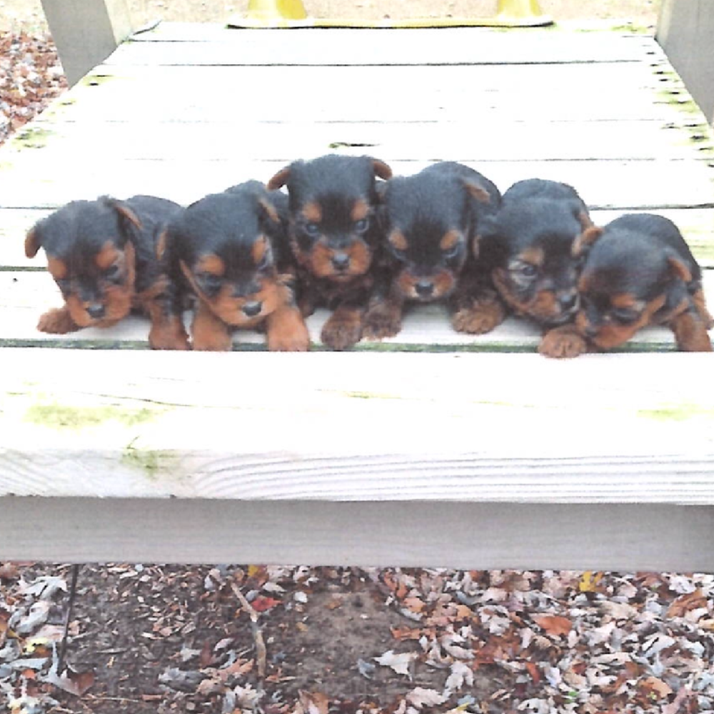 Unknown Yorkie Puppy for Sale in TROY, MI