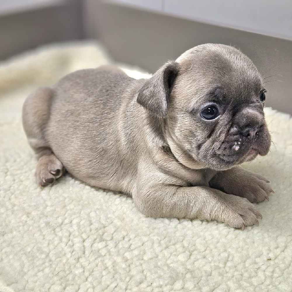 Male French Bulldog Puppy for Sale in TROY, MI