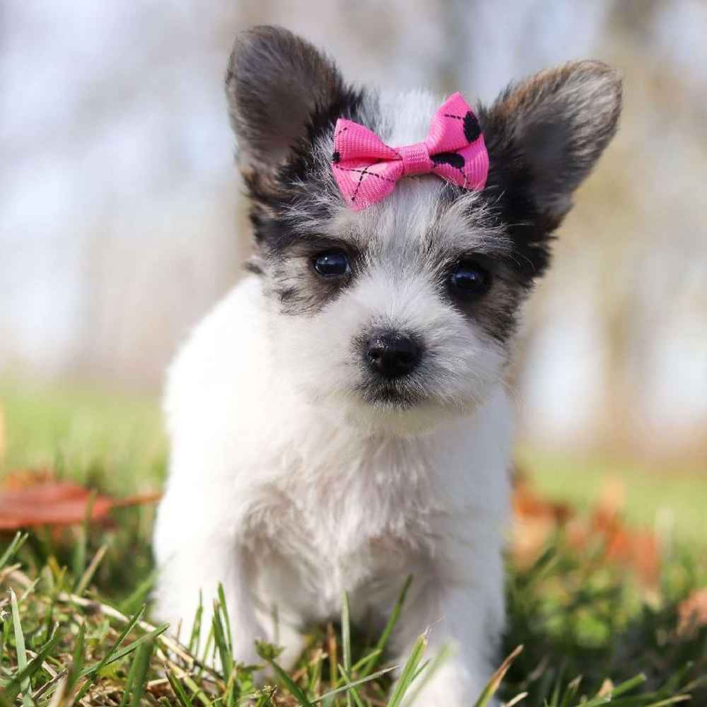 Female Morkie Puppy for Sale in TROY, MI