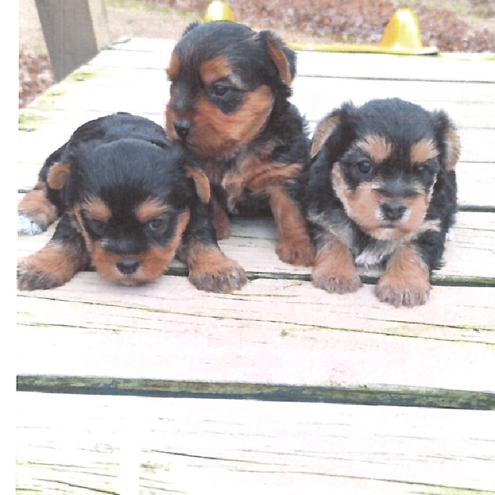 Unknown Yorkie Puppy for Sale in TROY, MI